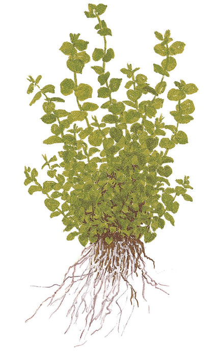 Micranthemum umbrosum Aquarium Plant — Potted