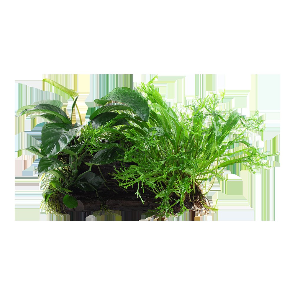 Microsorum - Anubias 'Duet' on Wood — XL