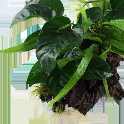 Microsorum - Anubias 'Duet' on Wood — XL