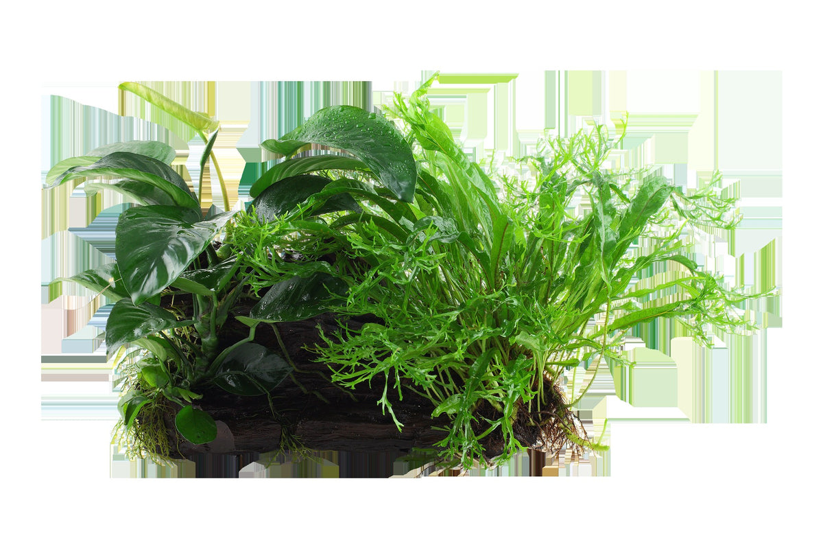 Microsorum - Anubias 'Duet' on Wood — XL