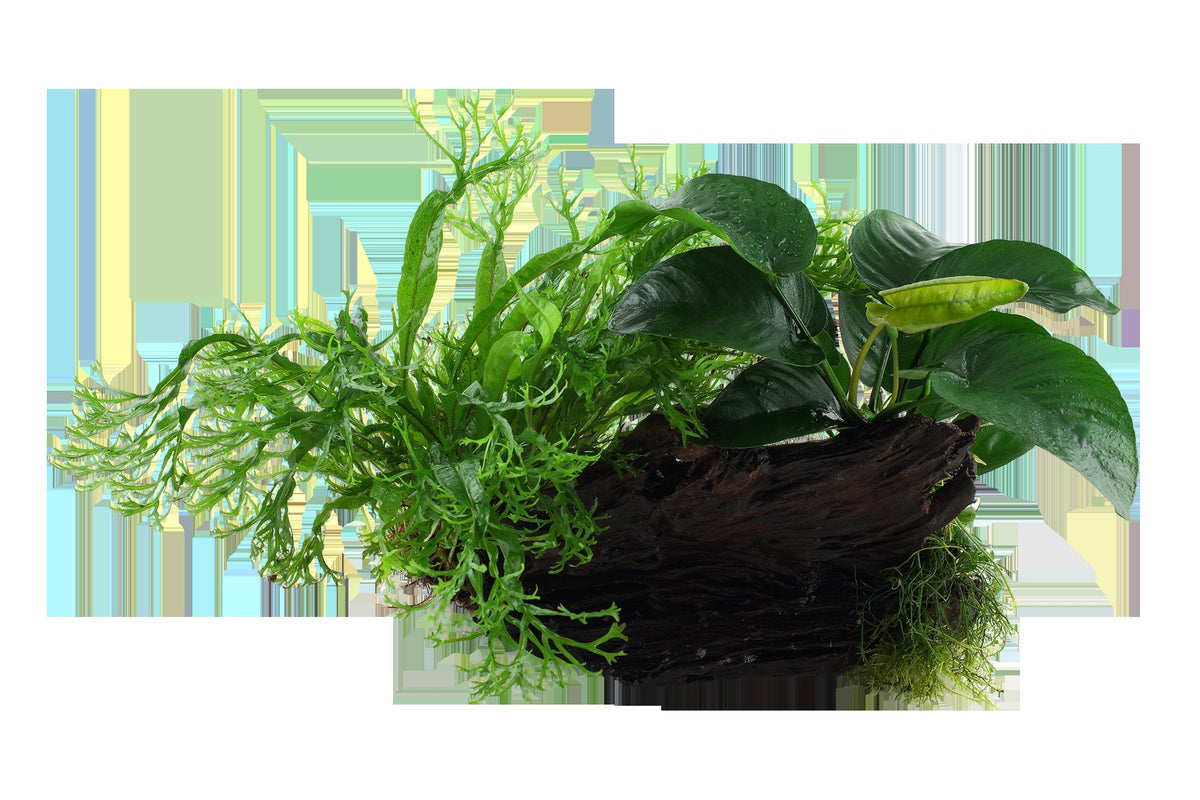 Microsorum - Anubias 'Duet' on Wood — XL