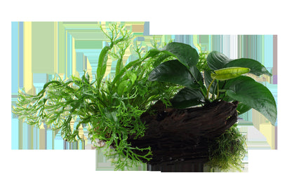 Microsorum - Anubias 'Duet' on Wood — XL
