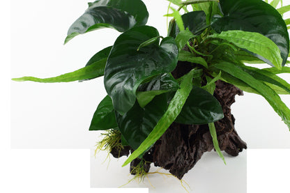 Microsorum - Anubias 'Duet' on Wood — XL