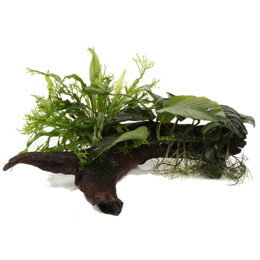 Microsorum - Anubias 'Duet' on Wood — XL