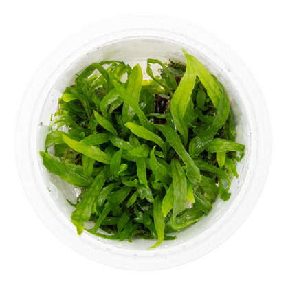 Microsorum pteropus 'Narrow' Aquarium Plant — 1-2-Grow!