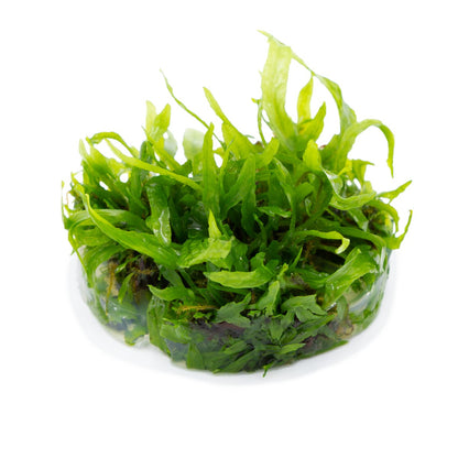 Microsorum pteropus 'Narrow' Aquarium Plant — 1-2-Grow!