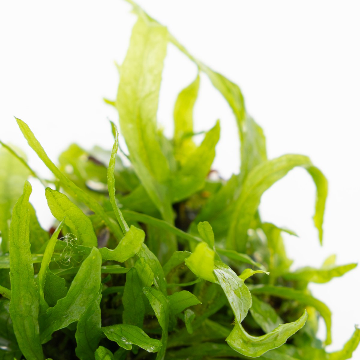 Microsorum pteropus 'Narrow' Aquarium Plant — 1-2-Grow!