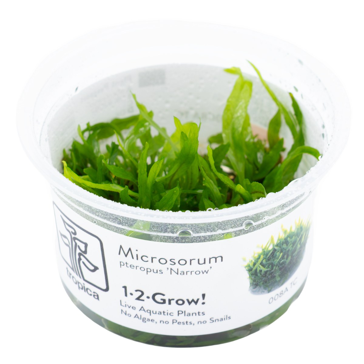 Microsorum pteropus 'Narrow' Aquarium Plant — 1-2-Grow!