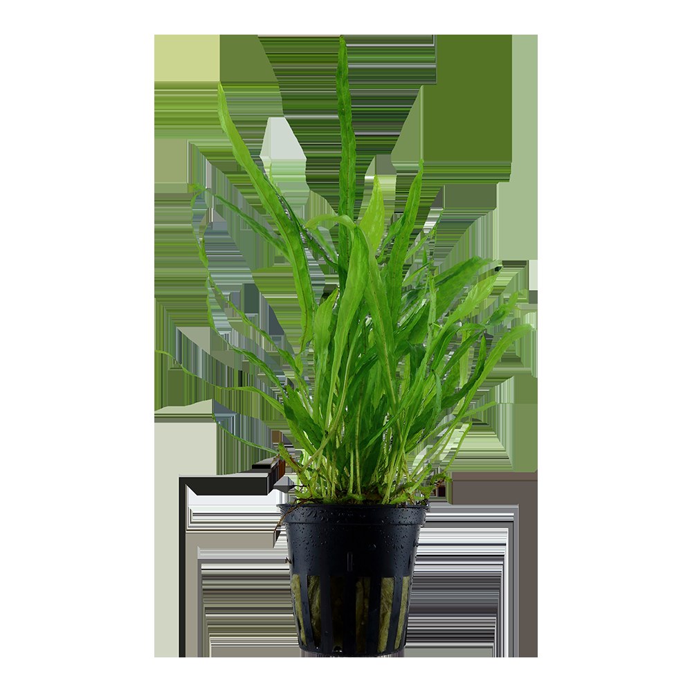 Microsorum pteropus 'Narrow' Aquarium Plant — Potted