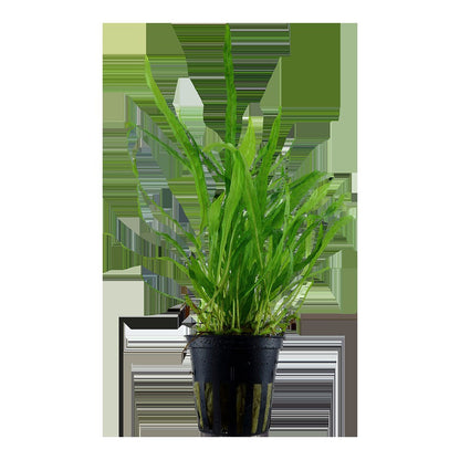 Microsorum pteropus 'Narrow' Aquarium Plant — Potted