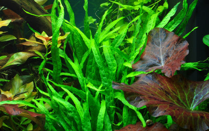 Microsorum pteropus 'Narrow' Aquarium Plant — Potted