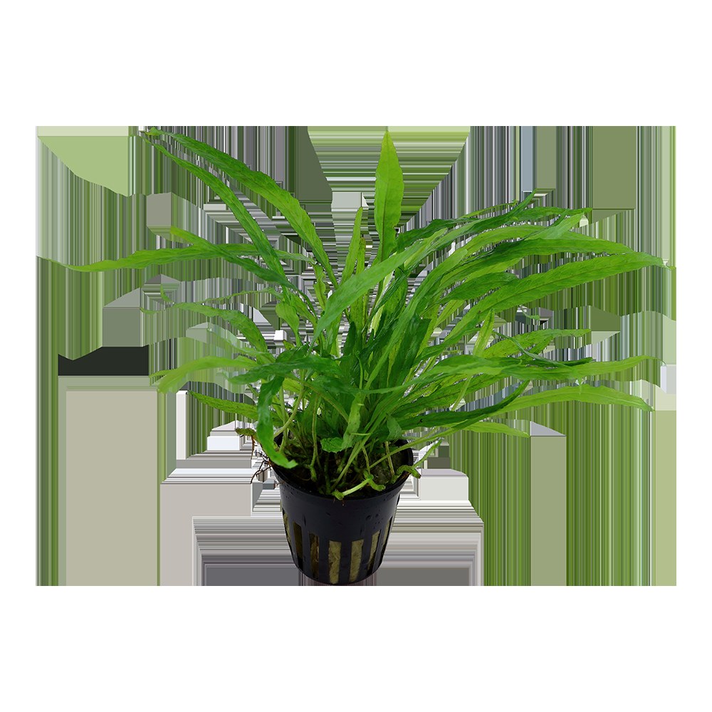 Microsorum pteropus 'Narrow' Aquarium Plant — Potted