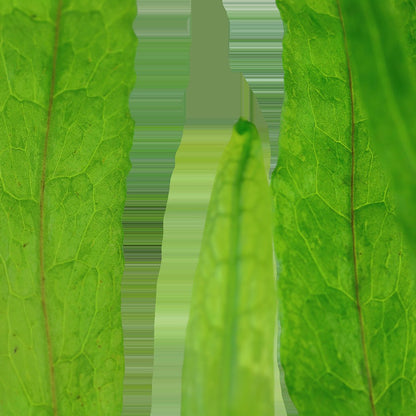 Microsorum pteropus 'Narrow' Aquarium Plant — Potted