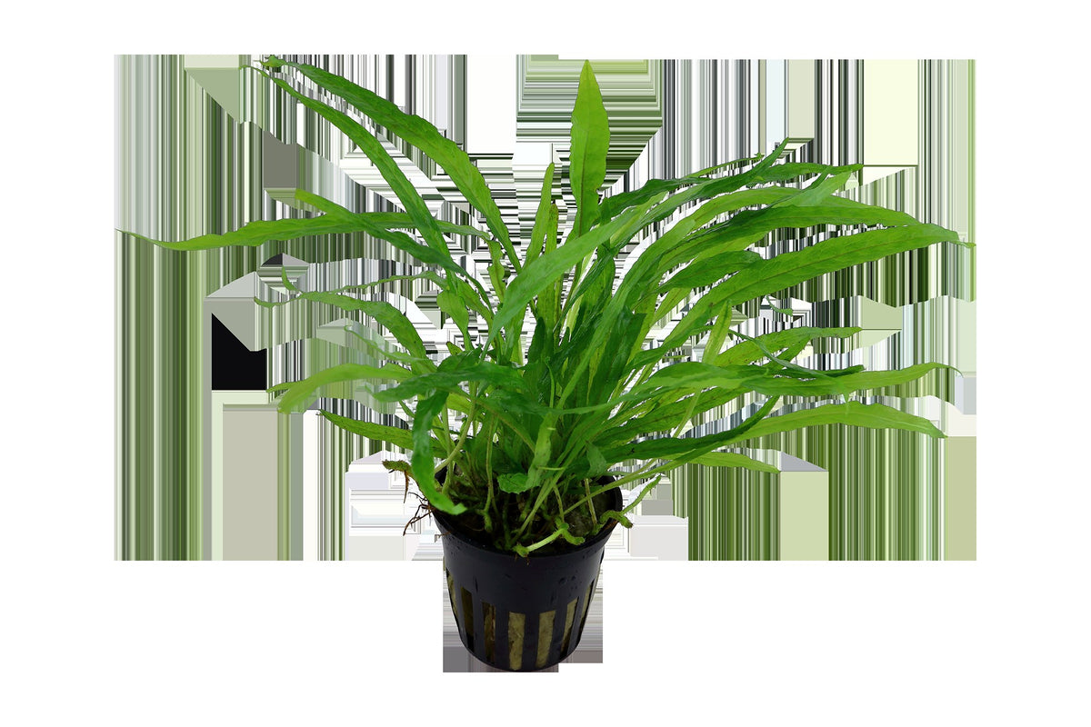 Microsorum pteropus 'Narrow' Aquarium Plant — Potted