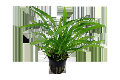 Microsorum pteropus 'Narrow' Aquarium Plant — Potted
