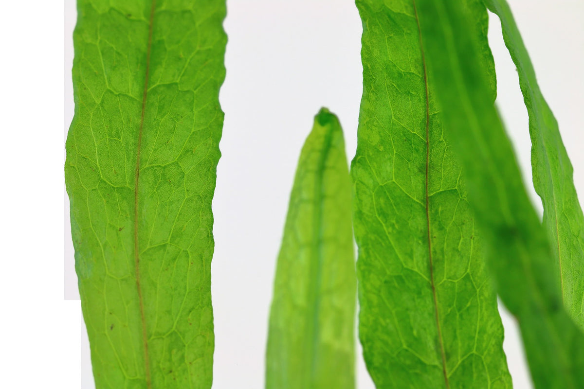Microsorum pteropus 'Narrow' Aquarium Plant — Potted