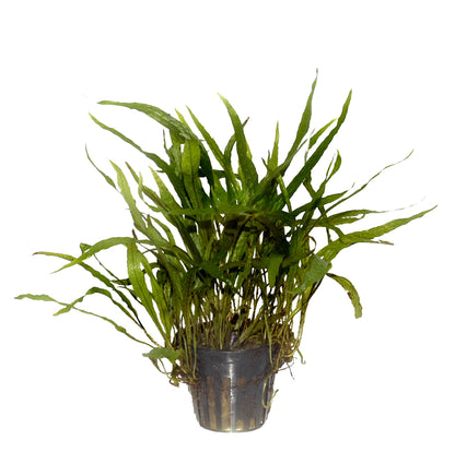 Microsorum pteropus 'Narrow' Aquarium Plant — Potted