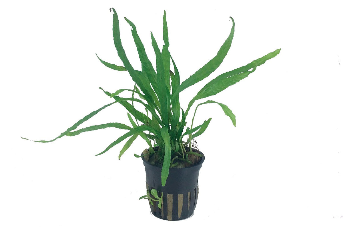 Microsorum pteropus 'Narrow' Aquarium Plant — Potted