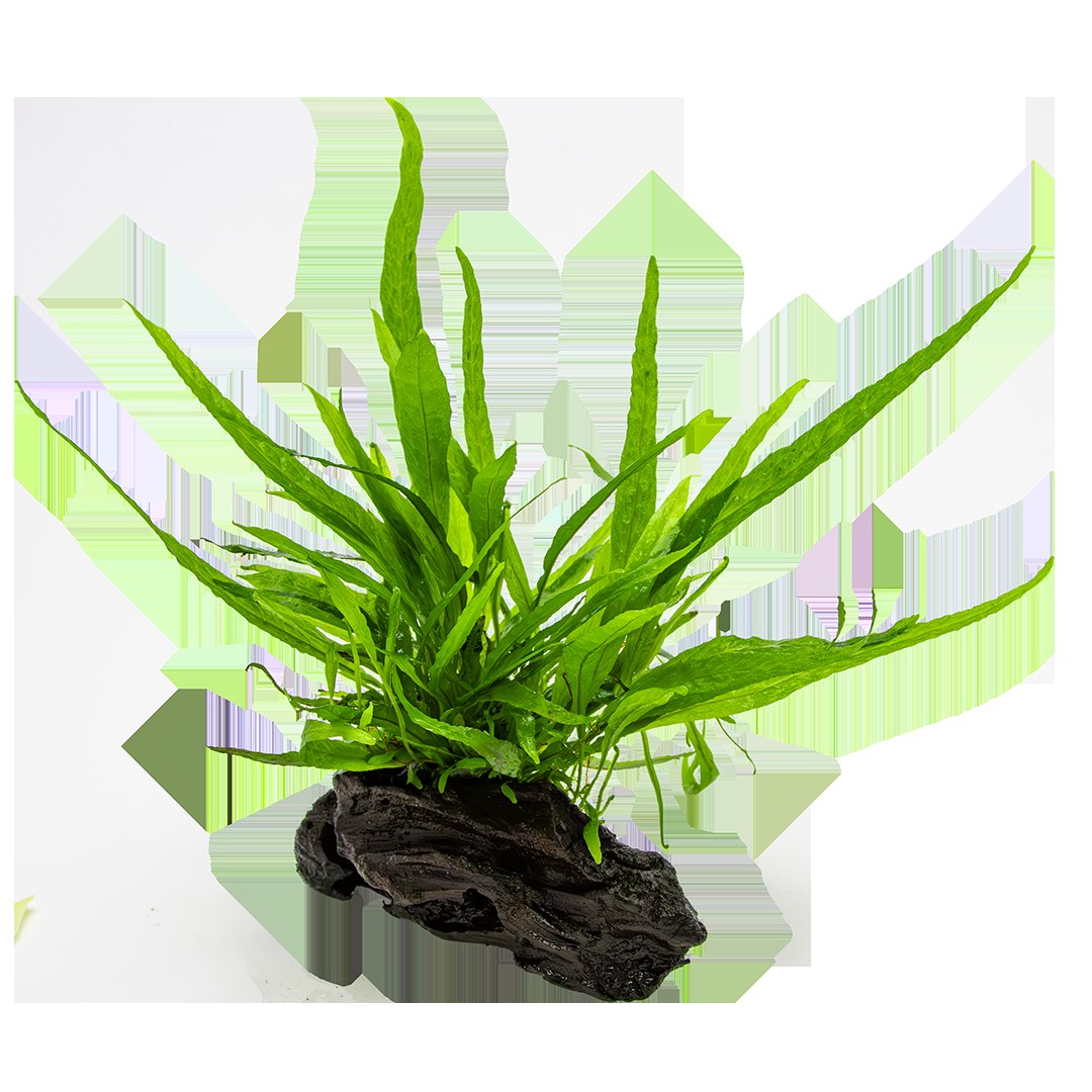 Microsorum pteropus 'Narrow' (Narrow Leaf Java Fern) on Nano Wood — Standard