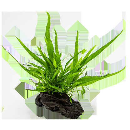 Microsorum pteropus 'Narrow' (Narrow Leaf Java Fern) on Nano Wood — Standard