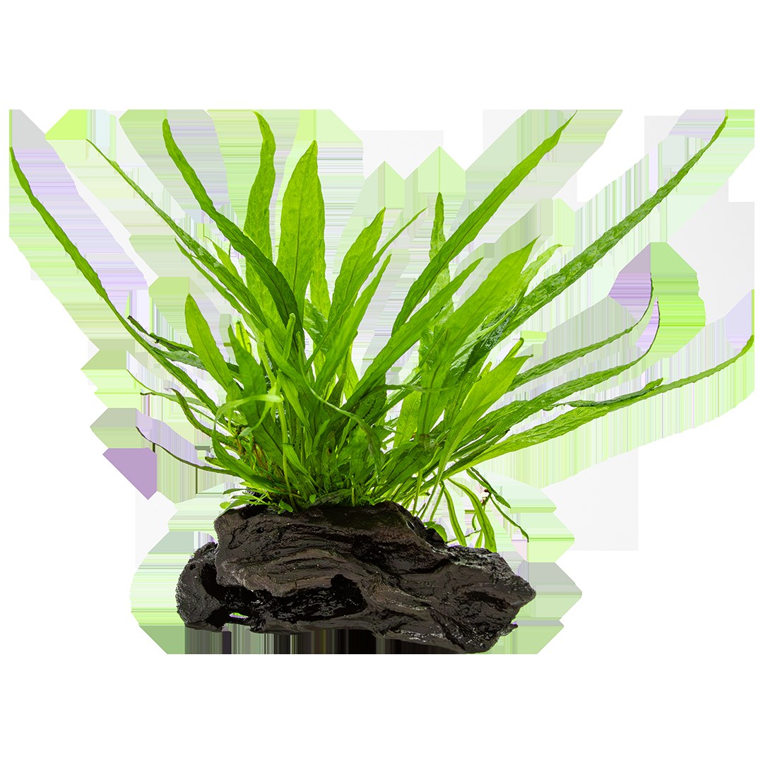 Microsorum pteropus 'Narrow' (Narrow Leaf Java Fern) on Nano Wood — Standard
