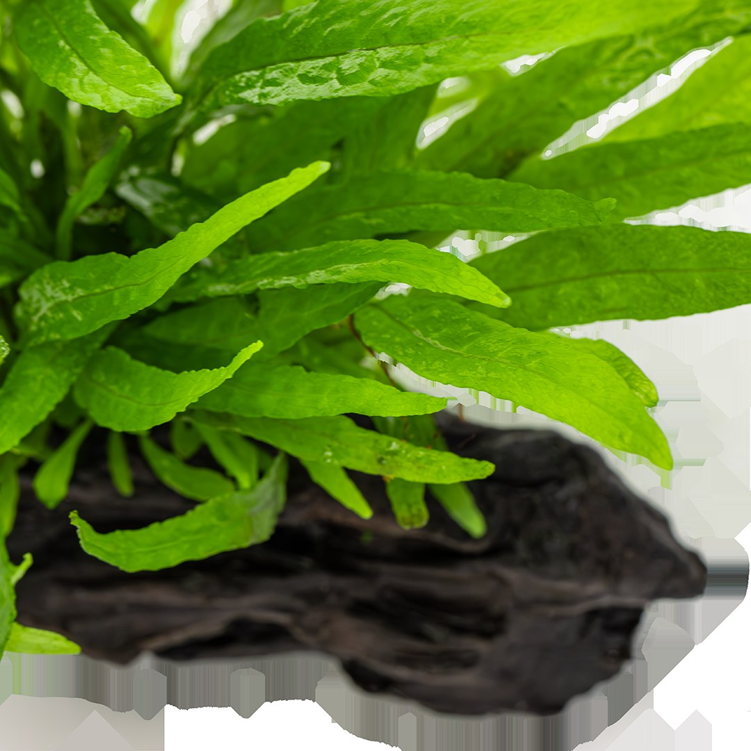 Microsorum pteropus 'Narrow' (Narrow Leaf Java Fern) on Nano Wood — Standard