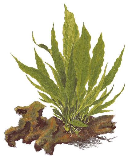 Microsorum pteropus 'Narrow' (Narrow Leaf Java Fern) on Nano Wood — Standard