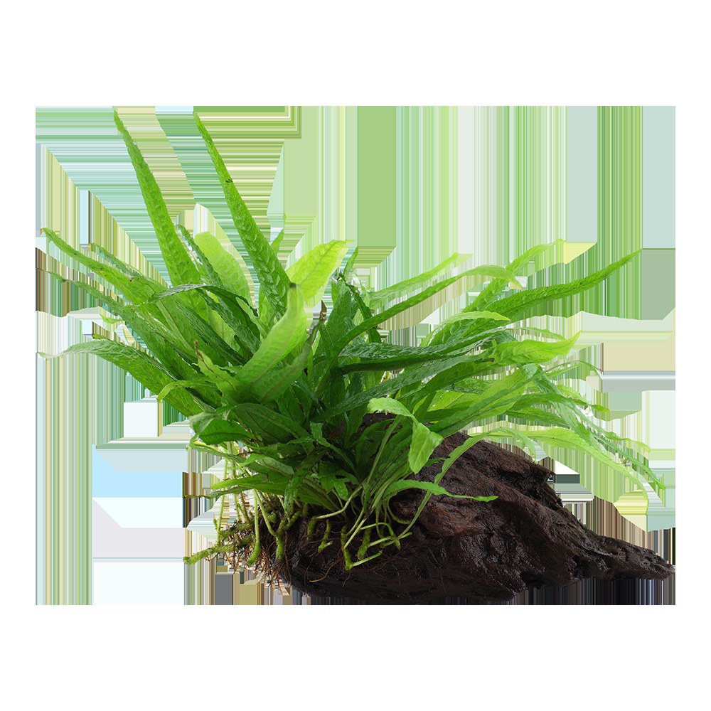 Microsorum pteropus 'Narrow' on Wood — Standard