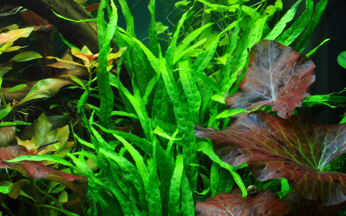 Microsorum pteropus 'Narrow' on Wood — Standard