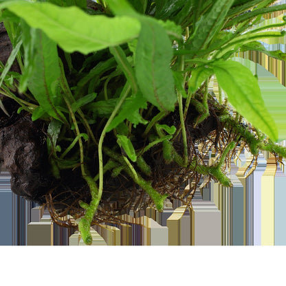 Microsorum pteropus 'Narrow' on Wood — Standard
