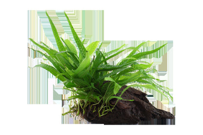 Microsorum pteropus 'Narrow' on Wood — Standard