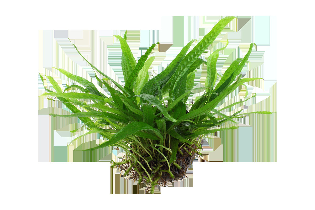 Microsorum pteropus 'Narrow' on Wood — Standard