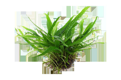 Microsorum pteropus 'Narrow' on Wood — Standard