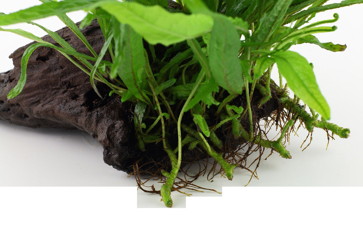 Microsorum pteropus 'Narrow' on Wood — Standard