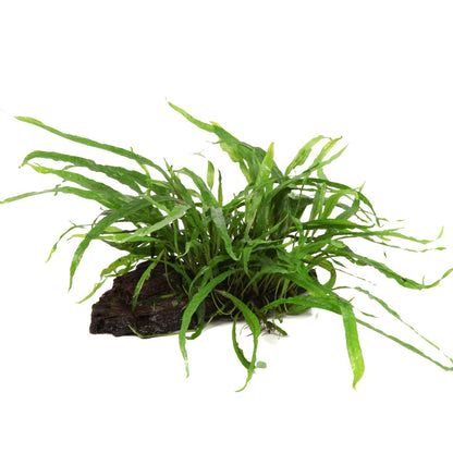 Microsorum pteropus 'Narrow' on Wood — Standard