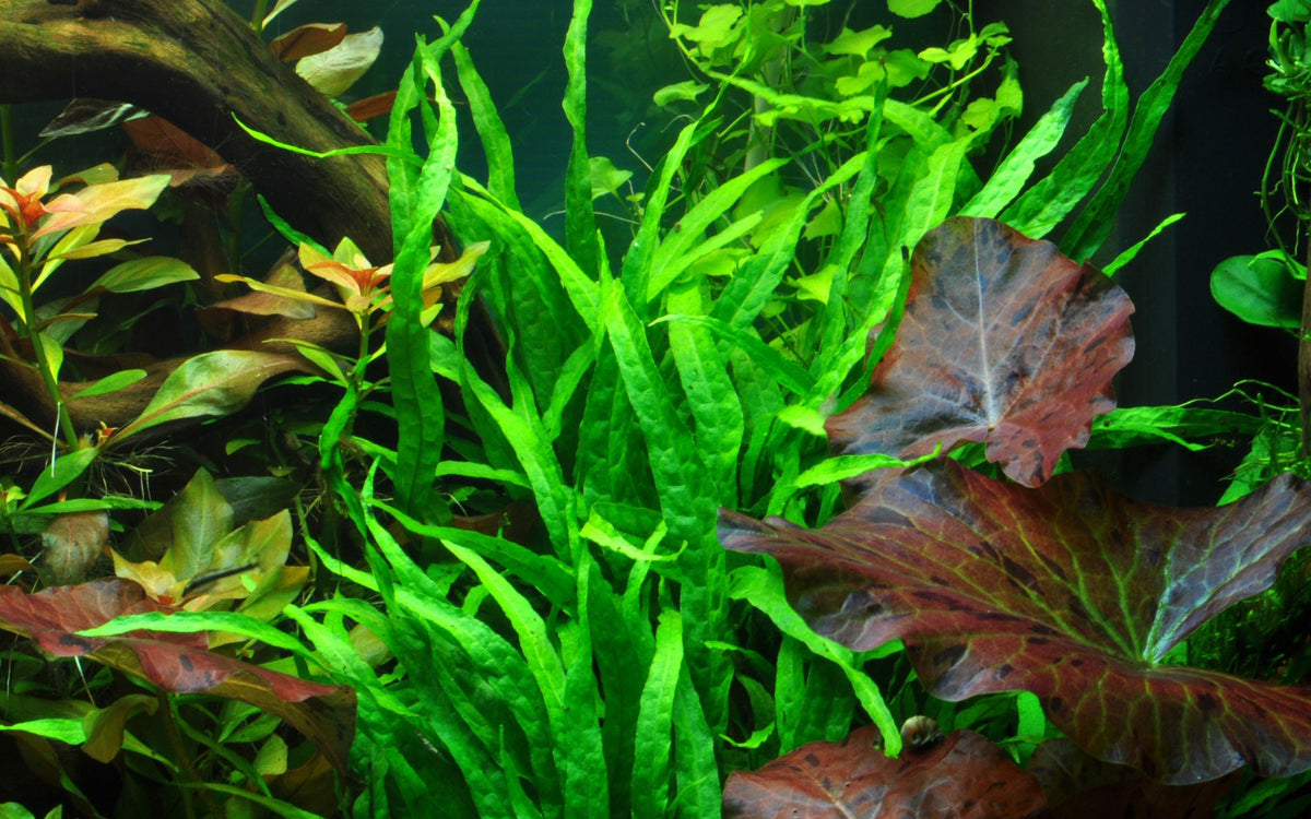 Microsorum pteropus 'Narrow' on Wood with Sucker — Standard