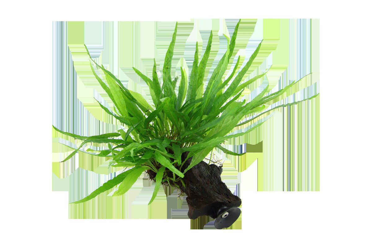 Microsorum pteropus 'Narrow' on Wood with Sucker — Standard