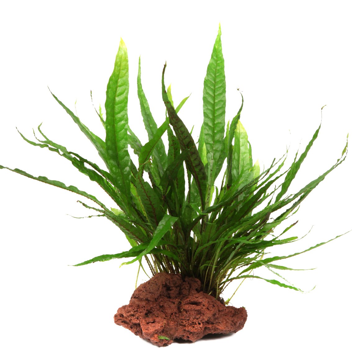 Microsorum pteropus on Lava Stone — Standard