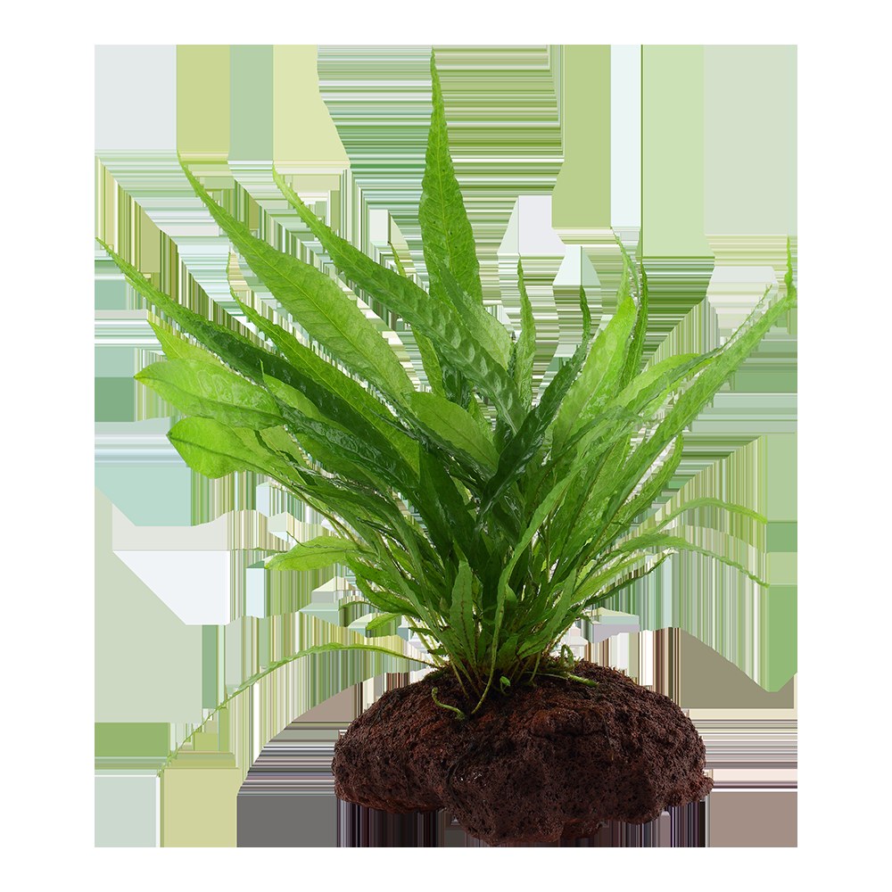 Microsorum pteropus on Lava Stone — Standard