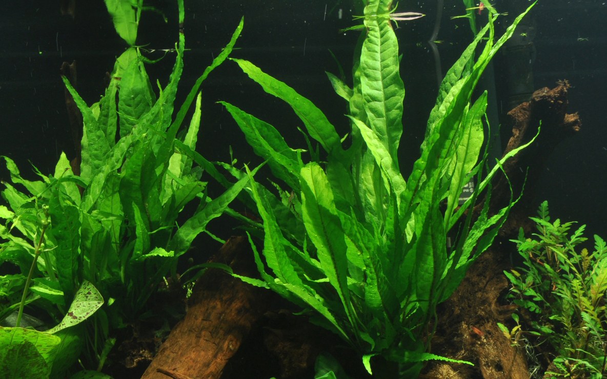 Microsorum pteropus on Lava Stone — Standard