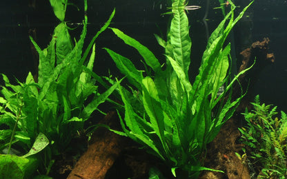 Microsorum pteropus on Lava Stone — Standard