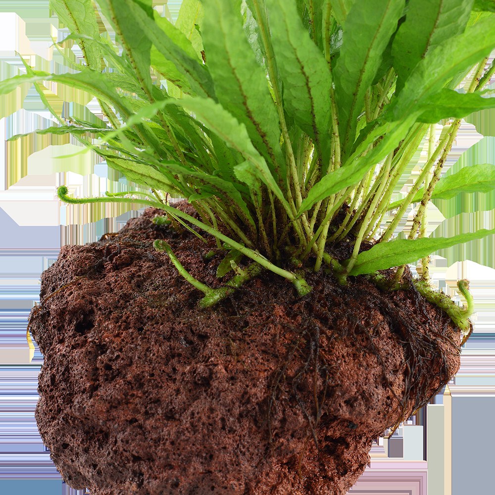 Microsorum pteropus on Lava Stone — Standard