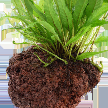 Microsorum pteropus on Lava Stone — Standard