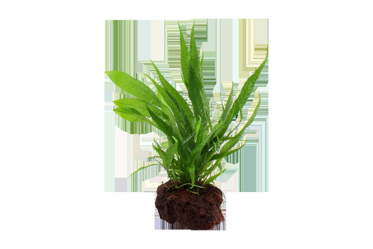 Microsorum pteropus on Lava Stone — Standard