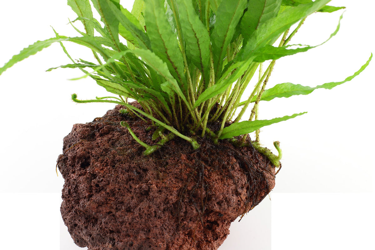 Microsorum pteropus on Lava Stone — Standard