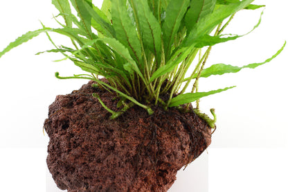 Microsorum pteropus on Lava Stone — Standard