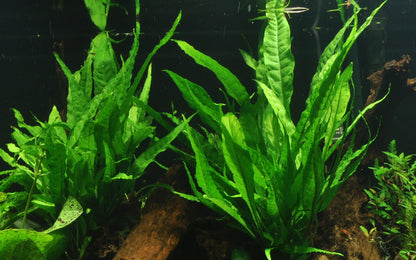Microsorum pteropus on Wood