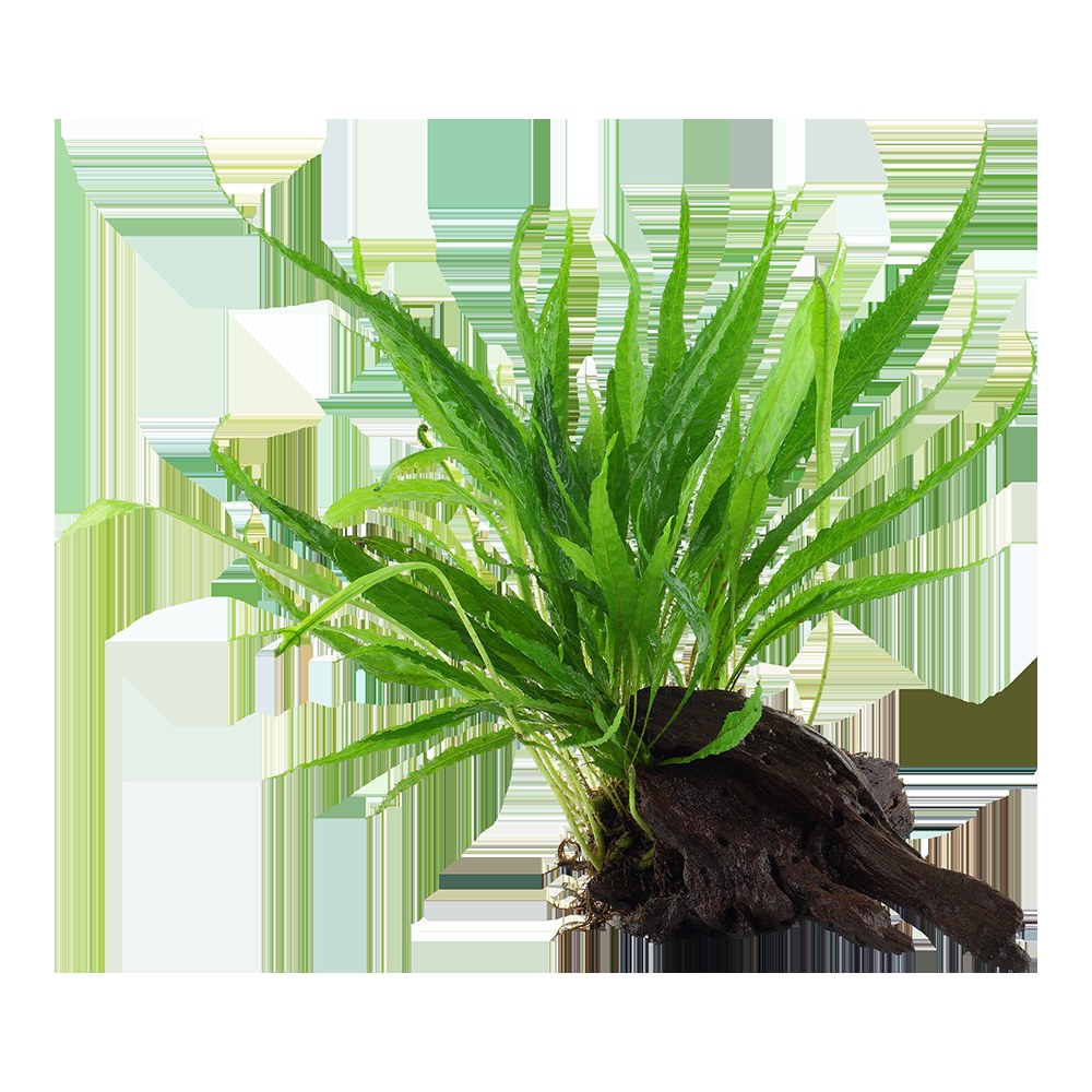 Microsorum pteropus on Wood — Standard