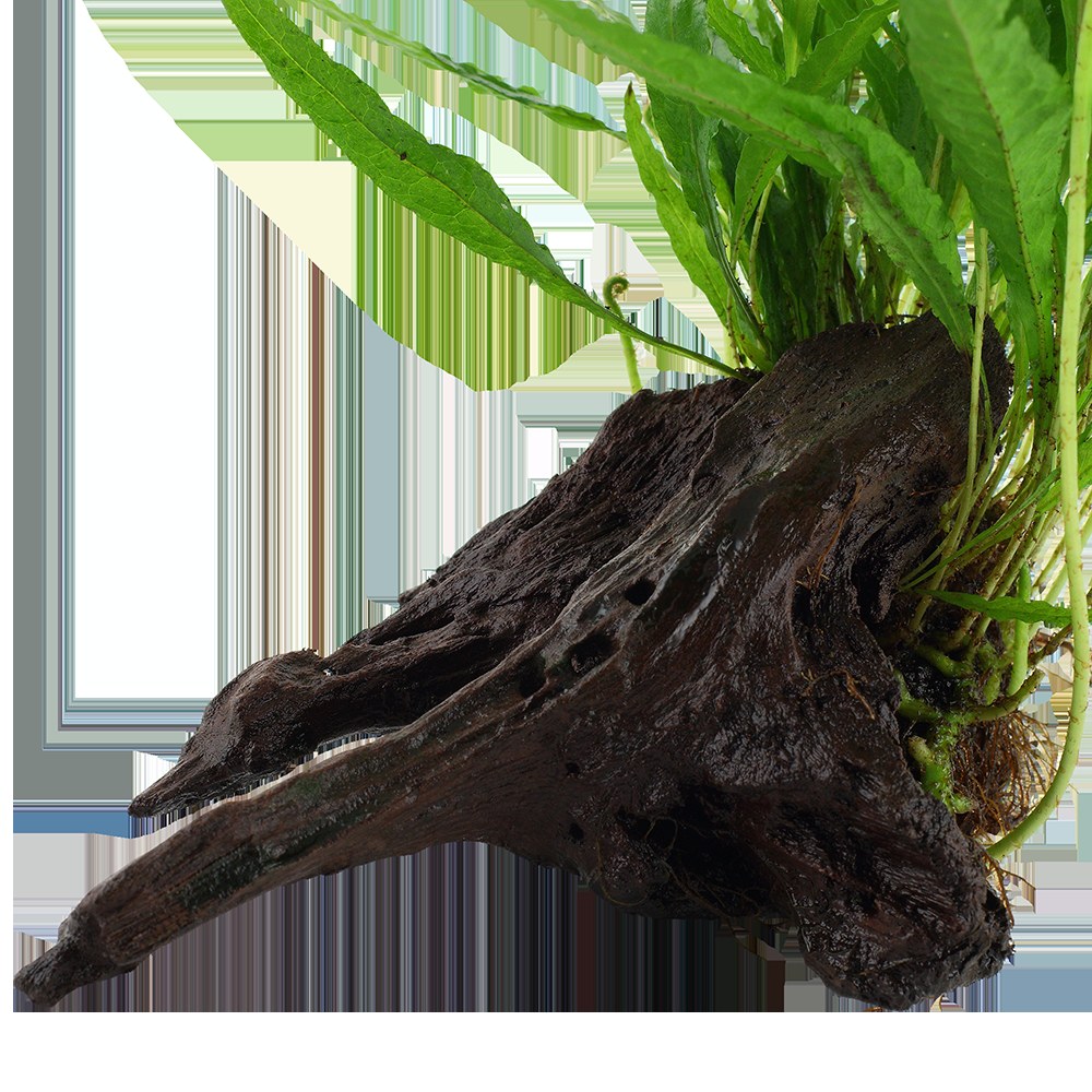 Microsorum pteropus on Wood — Standard
