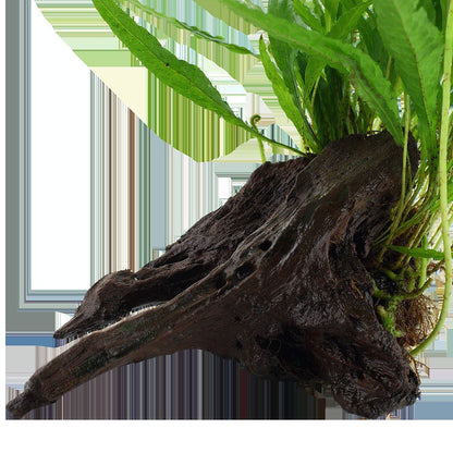 Microsorum pteropus on Wood — Standard